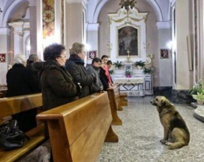 Dragoste de câine: Merge zilnic la biserica unde s-a ţinut slujba de înmormântare a stăpânei sale